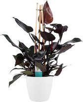 Philodendron Ruby  - Pyramide in ELHO Round (wit) - 70 cm, Ø 20 cm