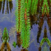 VDVELDE Lidsteng Hippuris Vulgaris - 4 stuks + Vijvermand - Winterharde - Zuurstofplant voor de Vijver - Van der Velde Waterplanten