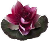 Velda Vijver Vijvertechniek Drijvende Vijverplant Lotus Met Blad Fuchsia 15Cm