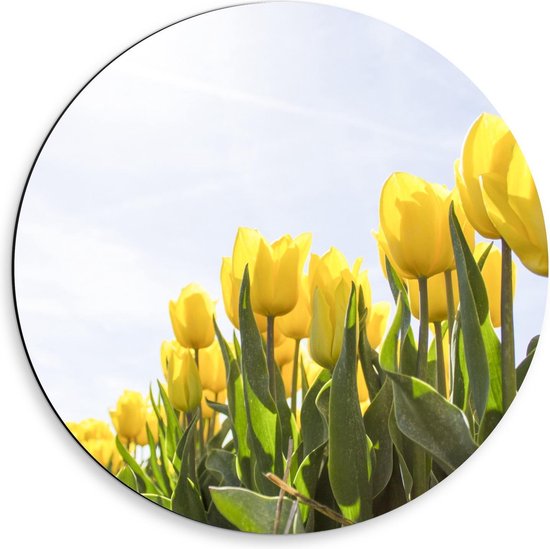 Dibond Wandcirkel - Veld met Gele Tulpen - 50x50cm Foto op Aluminium Wandcirkel (met ophangsysteem)