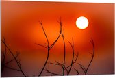 Dibond - Takken met Oranje Lucht - 120x80cm Foto op Aluminium (Wanddecoratie van metaal)