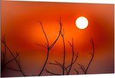 Dibond - Takken met Oranje Lucht - 150x100cm Foto op Aluminium (Met Ophangsysteem)