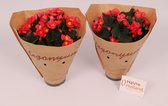 2 stuks - Kamerplanten - Begonia Elatior - Valentino Pink - ⌀14 cm - Hoogte 35cm - Vers uit eigen kwekerij! - HaVre Holland