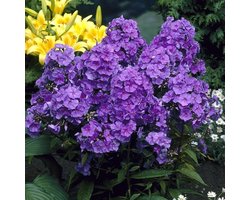 6x Vlambloem (Phlox (P) 'Amethyst') - P9 pot (9x9)