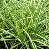 6x Zegge (Carex oshimensis 'Evergold') - P9 pot (9x9)