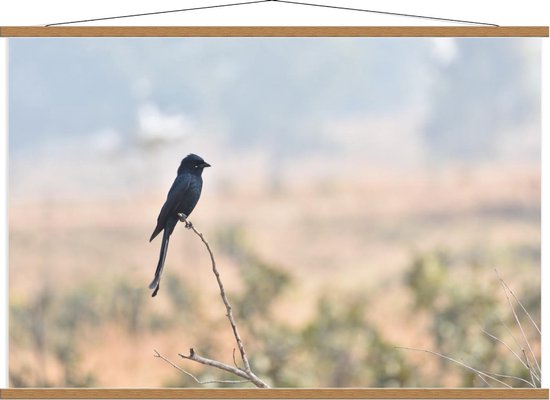 Schoolplaat – Zwarte Vogel met Lange Staart - 120x80cm Foto op Textielposter (Wanddecoratie op Schoolplaat)