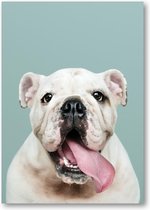 Schattig portret van witte Bulldog Puppy - A4 Poster Staand - 21x30cm - Besteposter - Dieren