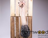 Decoratief Beeld - Struisvogel Wandhanger Wanddecoratie Realistisch - Polyresin - Farmwood Animals - Grijs - 25 X 19 Cm