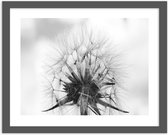 Foto in frame , Paardebloem in Zwart wit , 70x100cm , Zwart wit  , Premium print