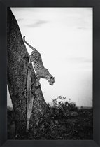 JUNIQE - Poster in houten lijst Pouncing Leopard -60x90 /Wit & Zwart