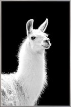 JUNIQE - Poster met kunststof lijst Llama -60x90 /Wit & Zwart