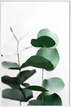 JUNIQE - Poster in kunststof lijst Eucalyptus 5 -40x60 /Groen & Wit