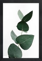 JUNIQE - Poster in houten lijst Eucalyptus 4 -40x60 /Groen