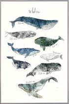 JUNIQE - Poster met kunststof lijst Walvissen illustratie -13x18