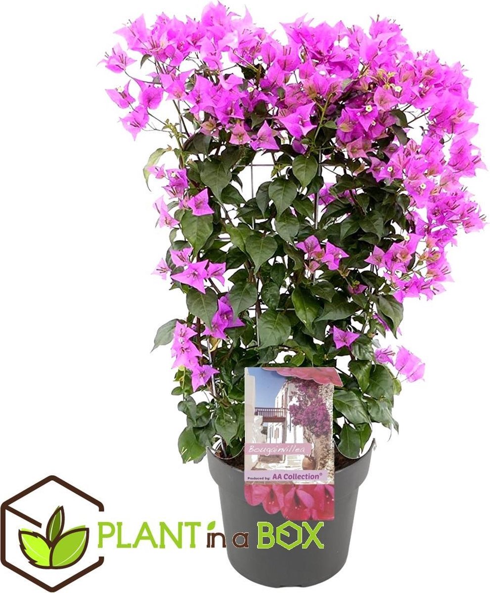 Plant in a Box - Bougainvillea op rek - Pot 17 cm -Hoogte 50-60cm
