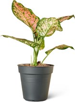 Aglaonema (Aglaonema Spotted Star) Kamerplant - Klein - Hoogte 40cm - Potmaat 12cm - Plantery