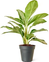 Aglaonema (Aglaonema Diamond Bay) Kamerplant - Klein - Hoogte 60cm - Potmaat 17cm - Plantery