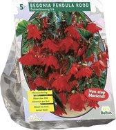 Baltus Begonia Pendula Rood bloembollen per 5 stuks