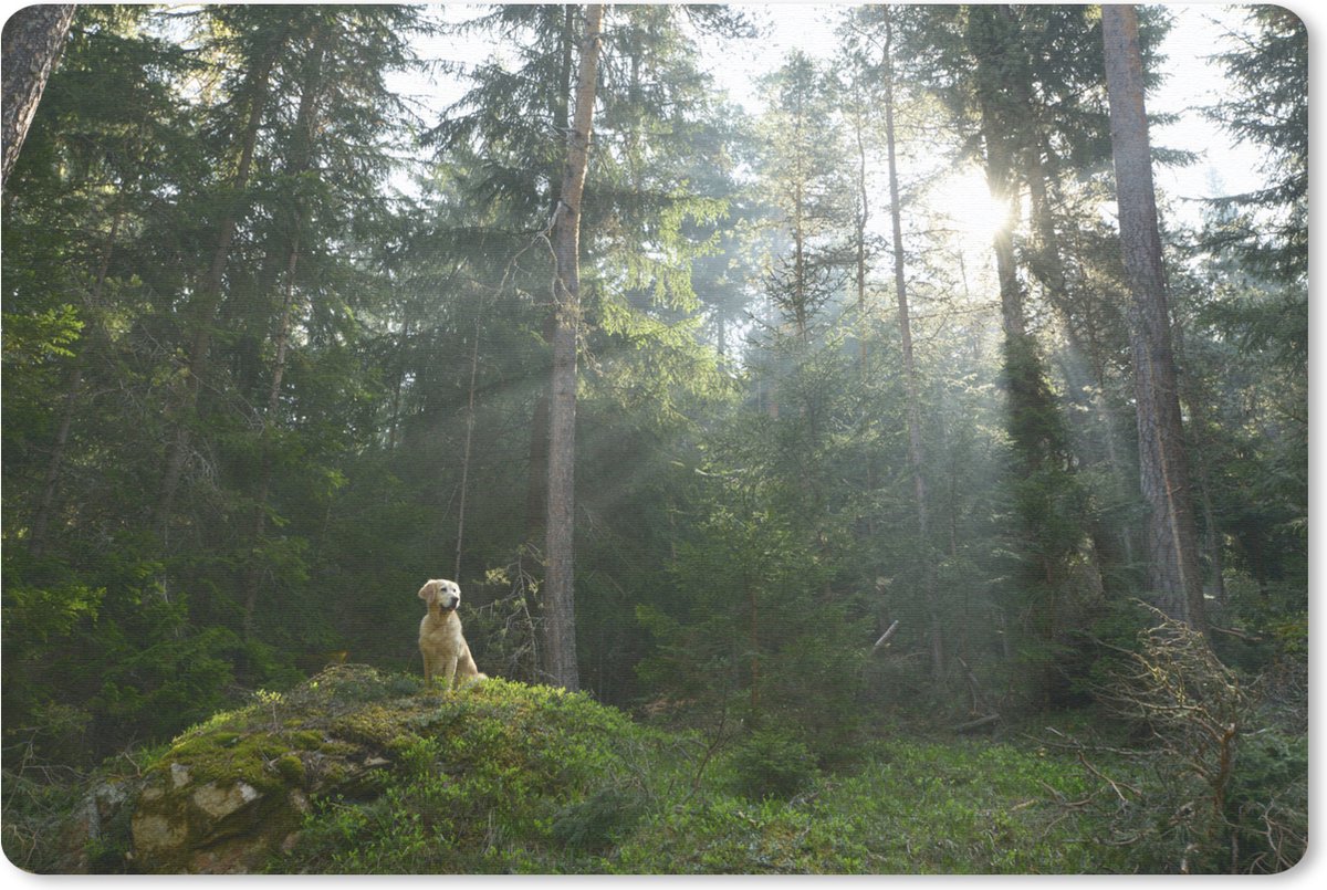 Muismat Vrije Dieren - Hond in het bos muismat rubber - 60x40 cm - Muismat met foto
