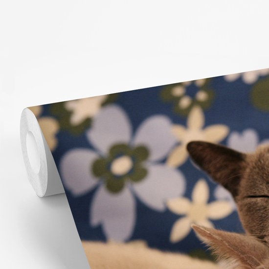 Papier peint vinyle - Deux chats birmans étreignant largeur 450 cm x hauteur 300 cm - Tirage photo sur papier peint (disponible en 7 tailles)