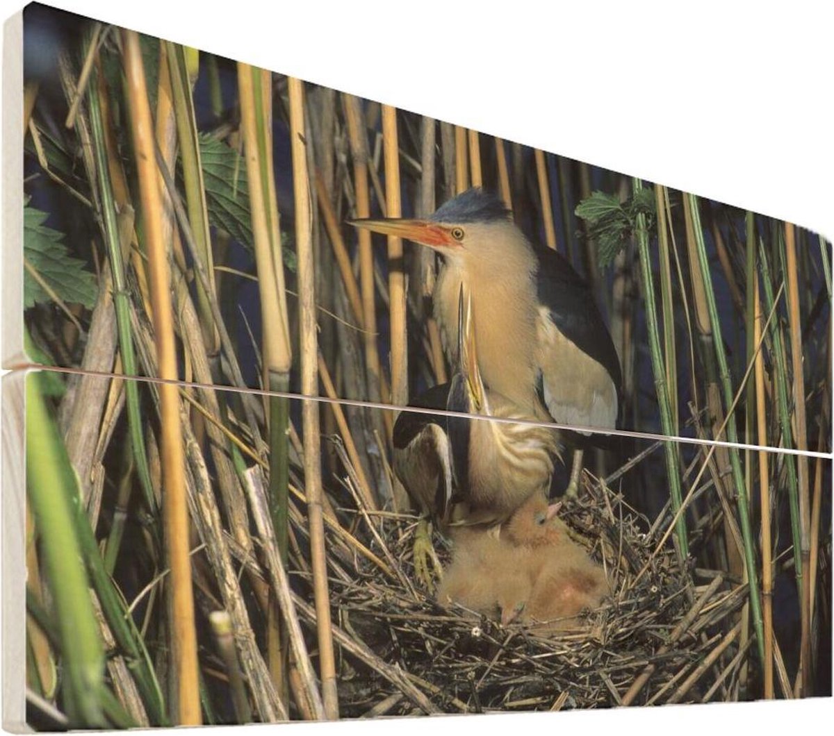 Woudaap op hout - 30x20 - Een Woudaap in zijn nest tussen het hoge riet Vurenhout met planken - foto/schilderij op hout - MuchoWow