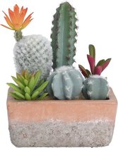 Cactus in rechthoekige pot 15x8x20cm