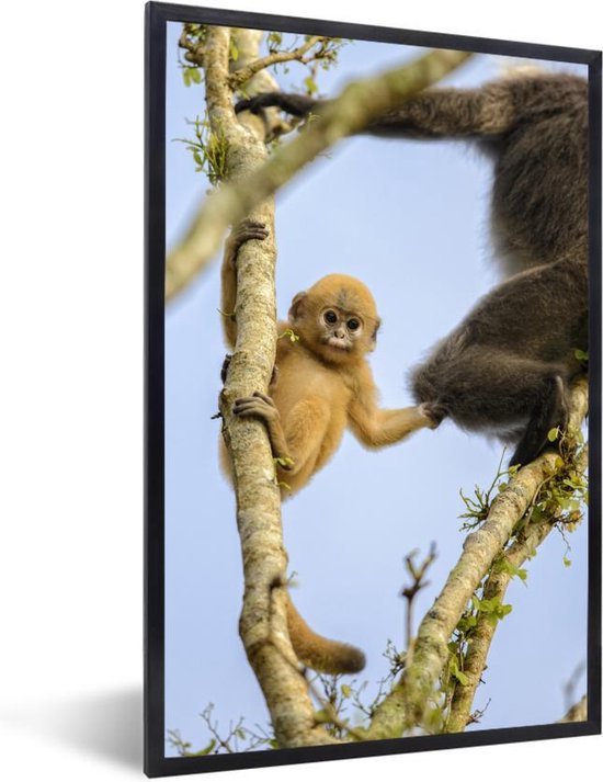 Cadre photo avec affiche - Jeune singe regardant dans l'appareil photo -  80x120 cm 