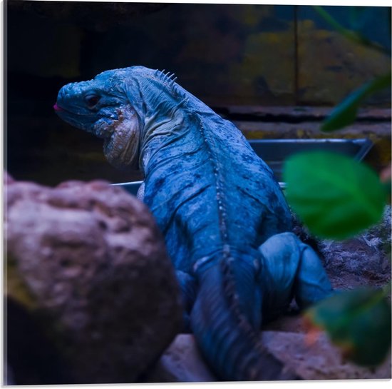 Acrylglas - Blauwe Iguana - 50x50cm Foto op Acrylglas (Met Ophangsysteem)