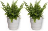2x Kamerplant Nephrolepis Vitale – Krulvaren - ± 25cm hoog – 12 cm diameter - in witte pot