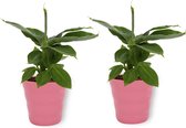 2x Kamerplant Musa Tropicana - Bananenplant - ± 30cm hoog - 12cm diameter - in roze pot