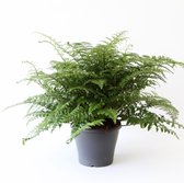 Plantjescoren.nl Asplenium Parvati - Pot Ø 24 cm