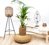 Combi deal - Kentia palm inclusief mand jack - 120 cm
