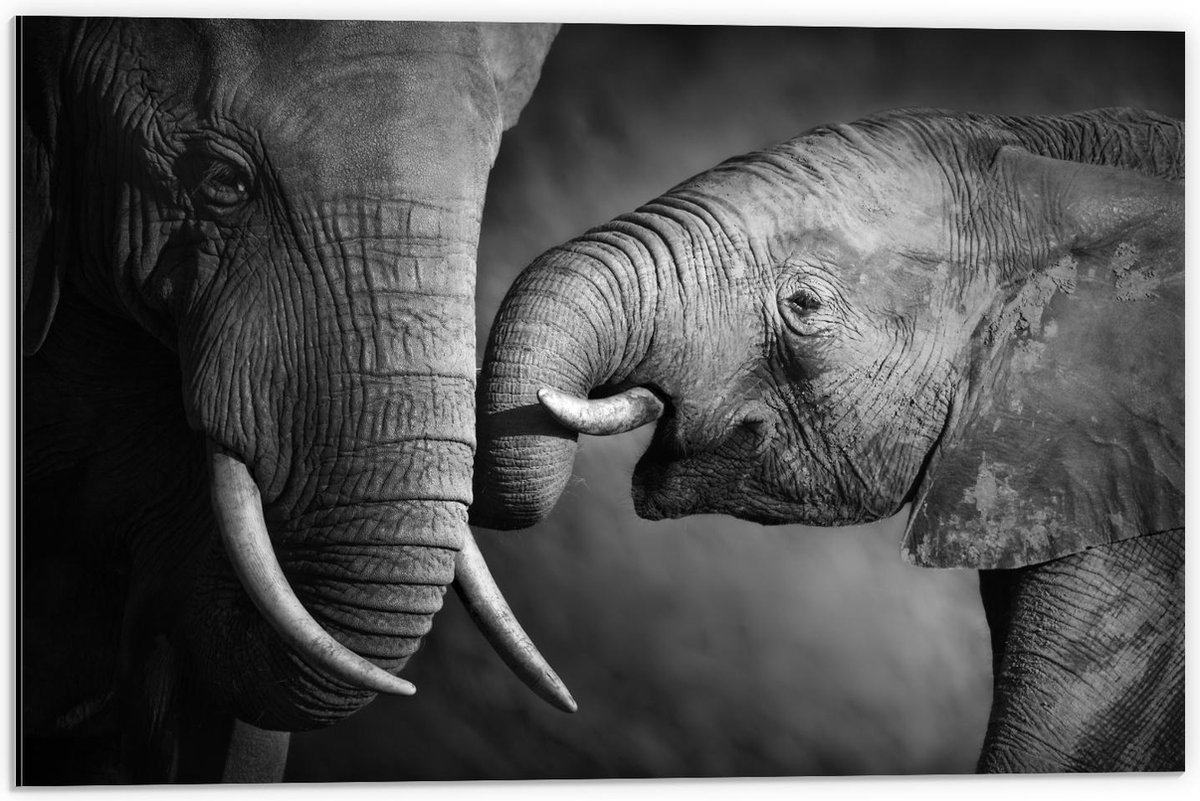 Dibond - Baby Olifant bij Moeder (Zwart - Wit) - 60x40cm Foto op Aluminium (Met Ophangsysteem)