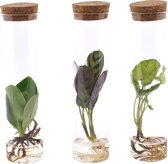 Kamerplanten van Botanicly – 3 × Ctenanthe incl. designe glas als set – Hoogte: 20 cm – Ctenanthe Burle Marxii