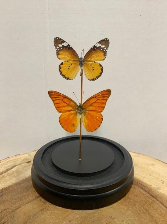 Opgezette Vlinders in Stolp - Vlinder In Glazen Stolp - Vlinderstolp Glas - Oranje - 20 cm