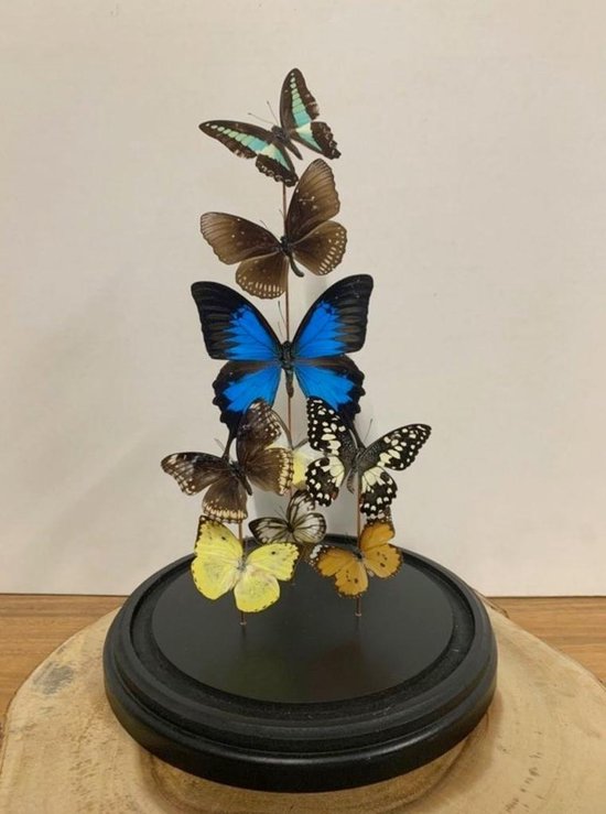 Opgezette Vlinders in Stolp - Vlinder In Glazen Stolp - Vlinderstolp Glas - Blauw - 40 cm