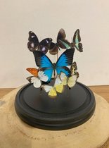 Vtw Living - Vlinder in Glazen Stolp - Vlinders - Bruin - 23 cm hoog