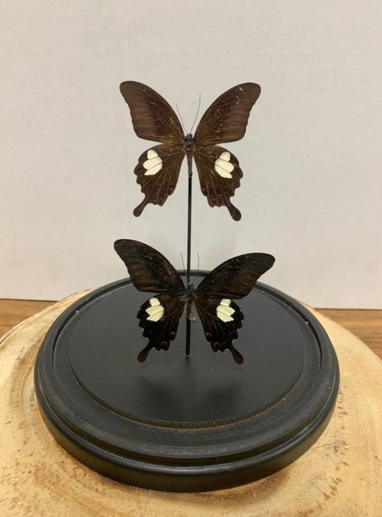 Opgezette Vlinders in Stolp - Vlinder In Glazen Stolp - Vlinderstolp Glas - Bruin - 23 cm