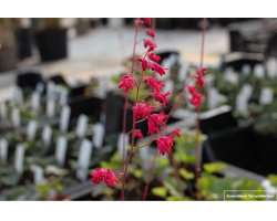 12 x Heuchera sanguinea 'Leuchtkäfer' - Purperklokje in 9x9cm pot