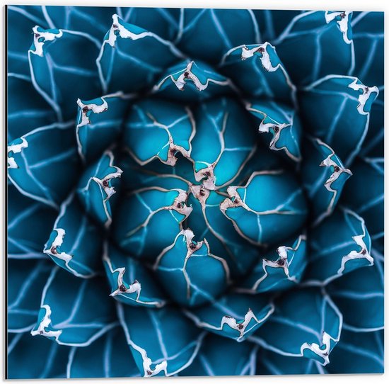 Dibond - Dichte Blauwe Bloem met Wit - 50x50cm Foto op Aluminium (Wanddecoratie van metaal)