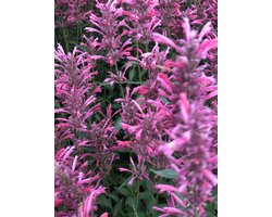 6x Dropplant - Agastache mexicana 'Red Fortune' | 9x9 cm pot