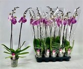 Oranje geverfde Phalaenopsis orchidee - 20+ bloemen - Halloween - potmaat Ø12cm -