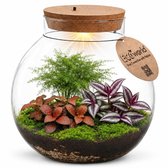 Een glazen terrarium met een kurken deksel, met daarin diverse groene en roodbladige planten en mos, verlicht door een lampje.
