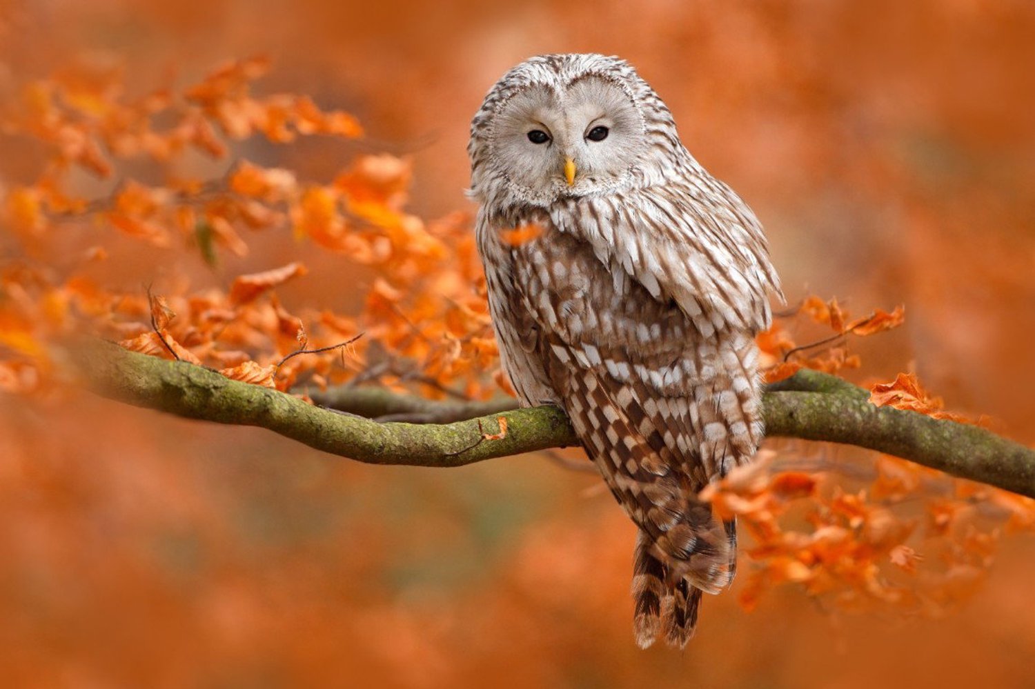 Vgdesign Uil op herfsttak 70x50 tuinposter banner VGDesign onbekend