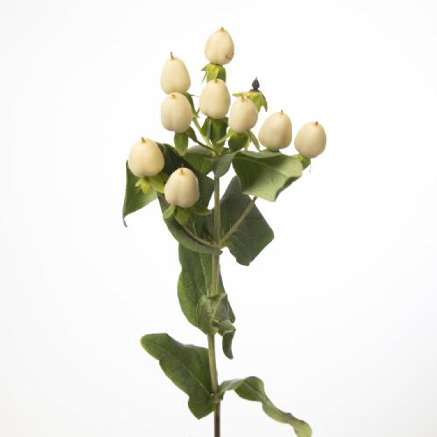 25x Hyper.mag.white princess 60cm