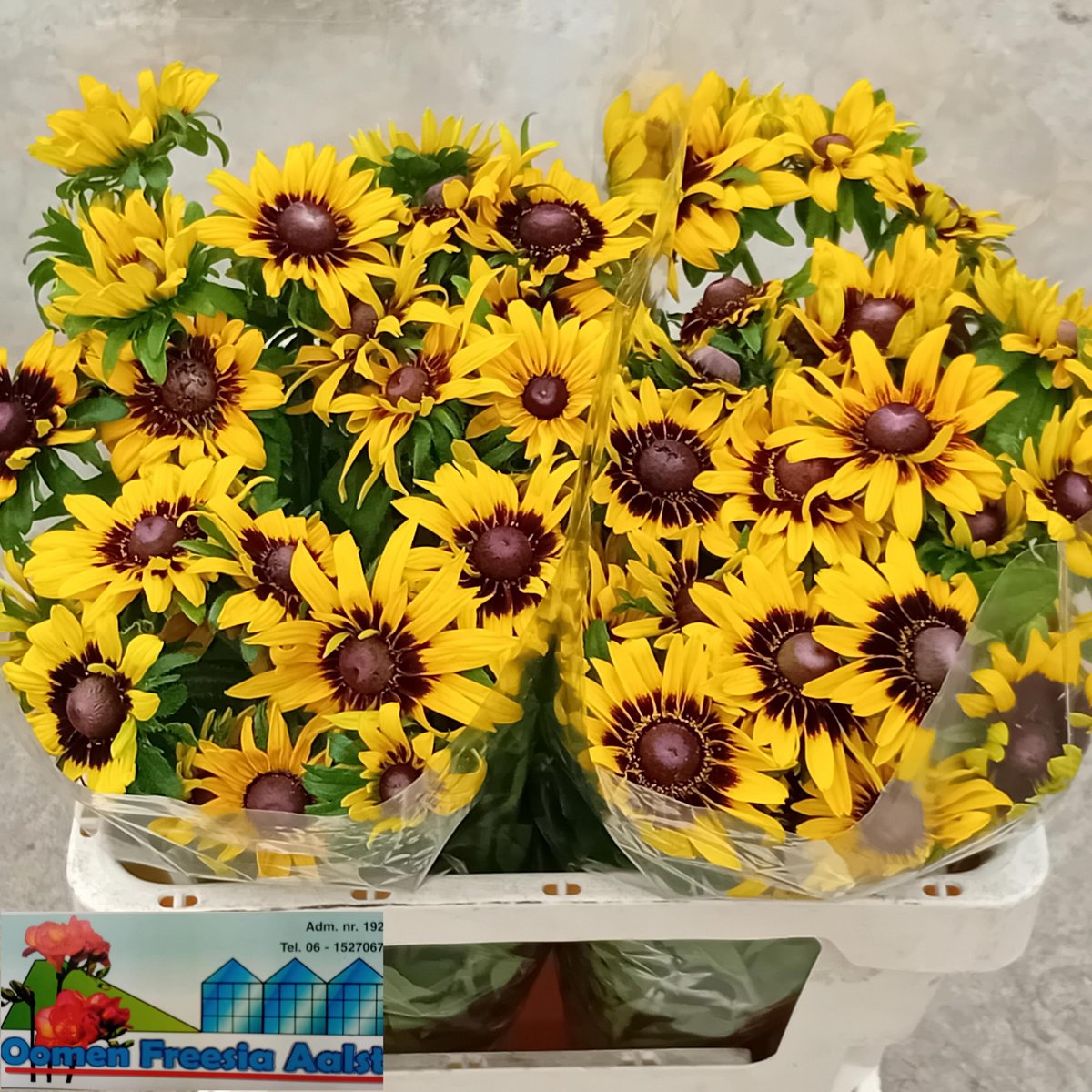 40x Rudbeckia sputnik 50cm