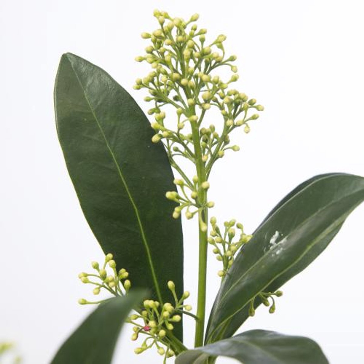 5x Skimmia jap.frank white 40cm