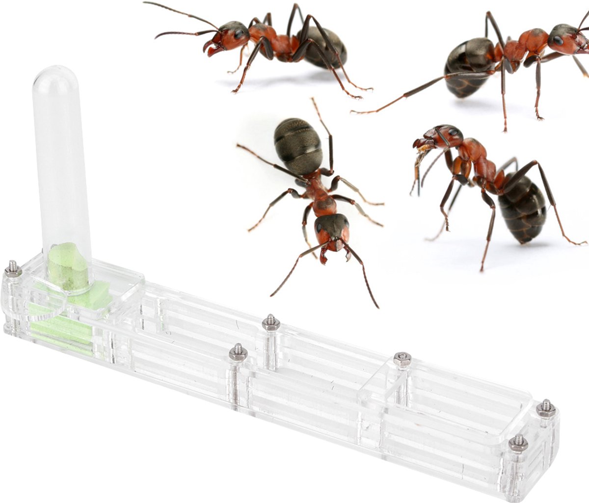 Transparant acryl mierennest met watertoren – 14 x 2,2 x 7,5 cm