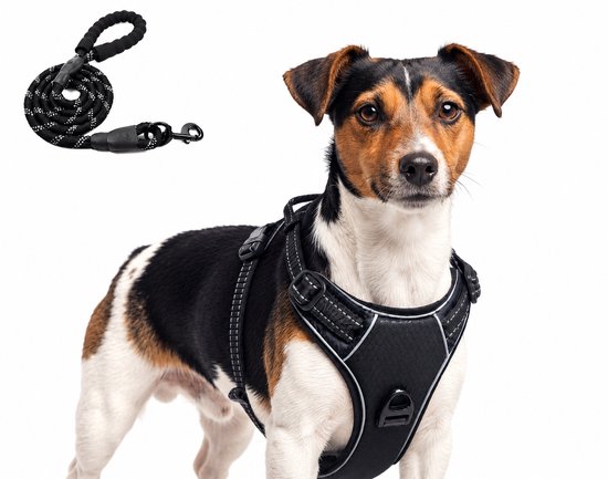 Jack Russell terriër in een zwart Qutako hondentuig, met bijpassende, gevlochten riem ernaast.