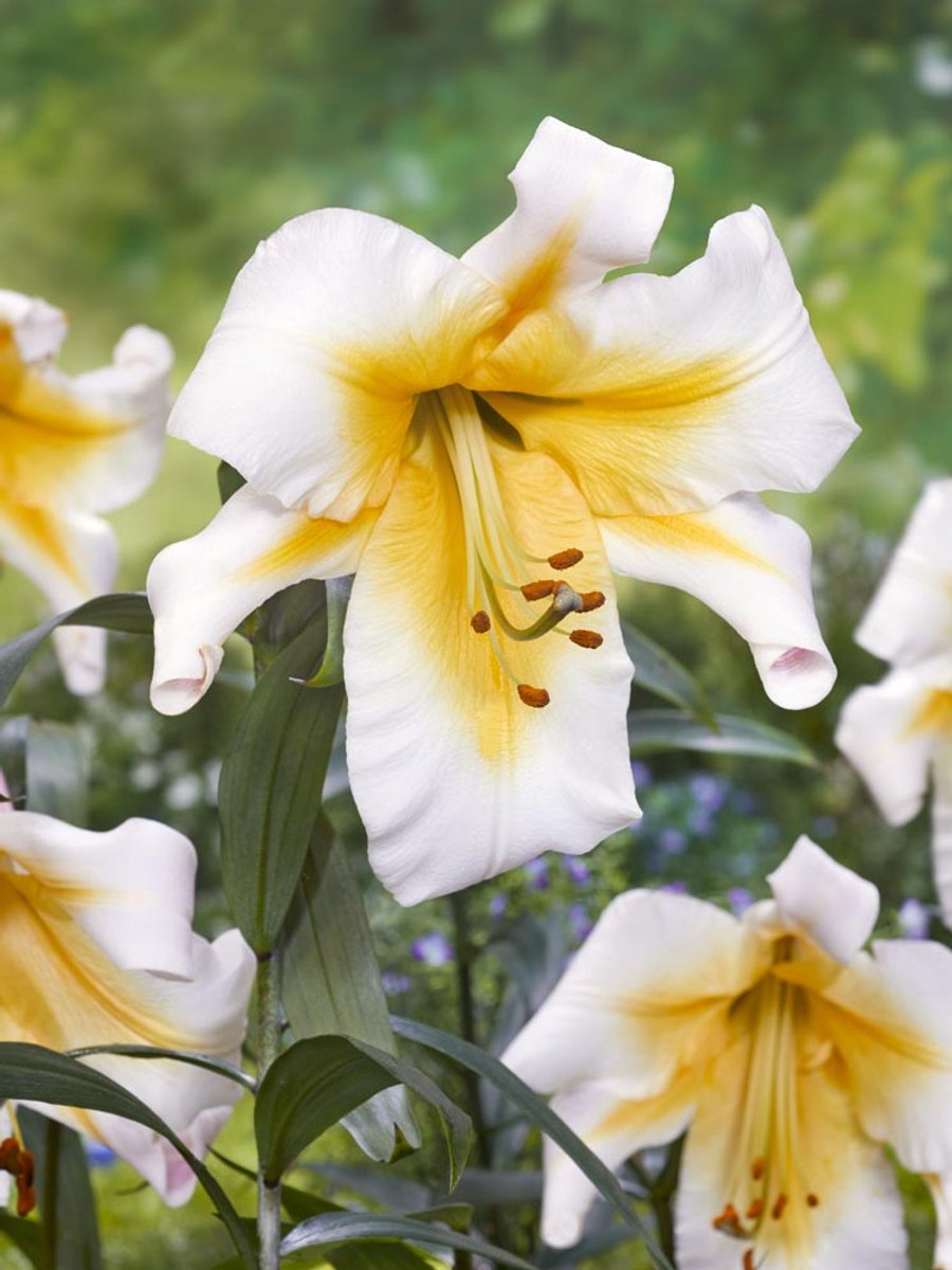 5x Lelie 'Miss peculiar' - BULBi® Bloembollen met bloeigarantie